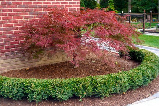 Courtyard Stone & Landscape Plantings Deciduous